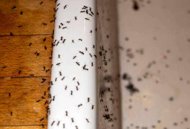 Best Wasp Removal Services  in Osceola, MO