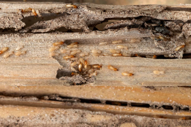 Best Mosquito Control Services  in Osceola, MO